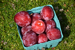 Waneta Plum (Prunus 'Waneta') at Lakeshore Garden Centres