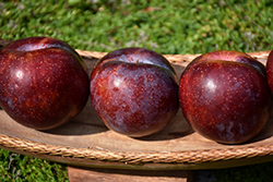 Flavor King Pluot (Prunus 'Flavor King') at Lakeshore Garden Centres