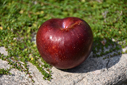 Late Santa Rosa Plum (Prunus 'Late Santa Rosa') at Lakeshore Garden Centres