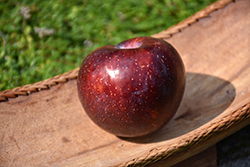Geo Pride Pluot (Prunus 'Geo Pride') at Lakeshore Garden Centres