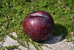 Burgundy Plum (Prunus 'Burgundy') at Lakeshore Garden Centres