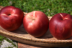 Heavenly White Nectarine (Prunus persica var. nucipersica 'Heavenly White') at Lakeshore Garden Centres