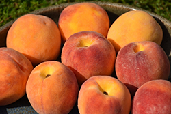 Harrow Diamond Peach (Prunus persica 'Harrow Diamond') at Lakeshore Garden Centres