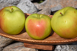 Sunrise Apple (Malus 'Sunrise') at Lakeshore Garden Centres