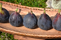 Black Jack Fig (Ficus carica 'Black Jack') at Lakeshore Garden Centres