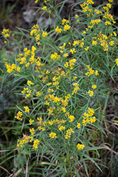 Grass-leaved Goldenrod (Euthamia graminifolia) at Lakeshore Garden Centres