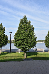 Greenspire Linden (Tilia cordata 'Greenspire') at Peter Knippel Garden Centre