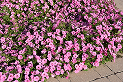 Easy Wave Pink Passion Petunia (Petunia 'Easy Wave Pink Passion') at Lakeshore Garden Centres