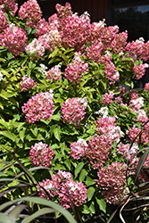 Vanilla Strawberry Hydrangea (Hydrangea paniculata 'Renhy') at Peter Knippel Garden Centre