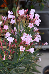 Oleander (Nerium oleander) at Lakeshore Garden Centres