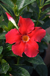 Diamantina Jade Red Bush Mandevilla (Mandevilla 'LANIOWA') at Lakeshore Garden Centres