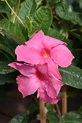 Diamantina Opal Pink Mandevilla (Mandevilla 'LANMISSOURI') at Lakeshore Garden Centres