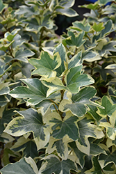 Variegated Fatshedera (Fatshedera x lizei 'Variegata') at Lakeshore Garden Centres