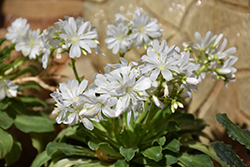 White Splendor Bitterroot (Lewisia cotyledon 'White Splendor') at Lakeshore Garden Centres