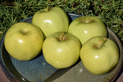 Ginger Gold Apple (Malus 'Ginger Gold') at Lakeshore Garden Centres