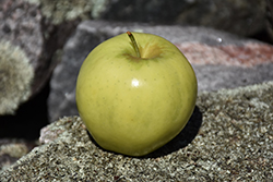 Ginger Gold Apple (Malus 'Ginger Gold') at Lakeshore Garden Centres