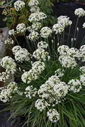 Garlic Chives (Allium tuberosum) at Peter Knippel Garden Centre