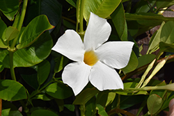Diamantina Jade White Bush Mandevilla (Mandevilla 'LANMICHIGAN') at Lakeshore Garden Centres