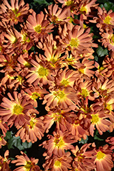Stacy Dazzling Orange Chrysanthemum (Chrysanthemum 'Stacy Dazzling Orange') at Lakeshore Garden Centres