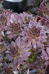 Chick Charms Chocolate Kiss Hens And Chicks (Sempervivum 'Chocolate Kiss') at Peter Knippel Garden Centre