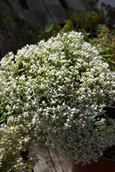 Thundercloud Stonecrop (Sedum 'Thundercloud') at Lakeshore Garden Centres