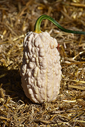 Goonies Gourd (Cucurbita pepo 'Goonies') at Lakeshore Garden Centres