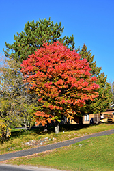 Red Maple (Acer rubrum) at Peter Knippel Garden Centre