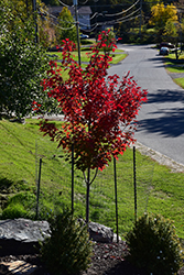 Prairie Rouge Red Maple (Acer rubrum 'Jefrouge') at Lakeshore Garden Centres
