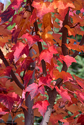 Prairie Rouge Red Maple (Acer rubrum 'Jefrouge') at Lakeshore Garden Centres