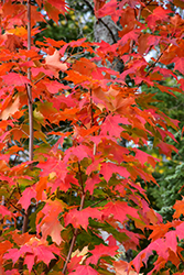 Inferno Sugar Maple (Acer saccharum 'Jeferno') at Lakeshore Garden Centres