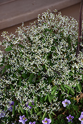 Breathless White Euphorbia (Euphorbia 'Balbrewite') at Golden Acre Home & Garden