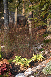 The Blues Bluestem (Schizachyrium scoparium 'The Blues') at Lakeshore Garden Centres