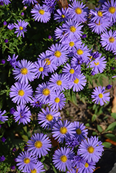 Sapphire Aster (Symphyotrichum dumosum 'Sapphire') at Lakeshore Garden Centres