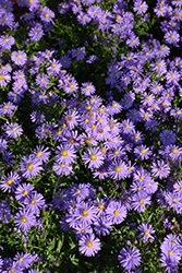 Blue Boy Aster (Symphyotrichum dumosum 'Blue Boy') at Lakeshore Garden Centres
