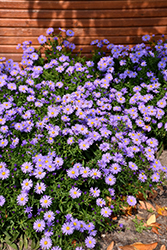Romany Aster (Symphyotrichum dumosum 'Romany') at Lakeshore Garden Centres