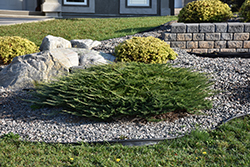 Calgary Carpet Juniper (Juniperus sabina 'Calgary Carpet') at Peter Knippel Garden Centre