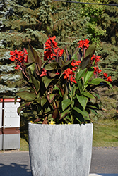 Tropical Bronze Scarlet Canna (Canna 'Tropical Bronze Scarlet') at Lakeshore Garden Centres