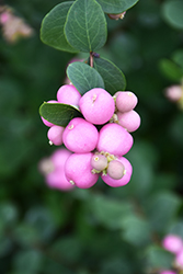 Magical Pride Coralberry (Symphoricarpos x doorenbosii 'Kolmprid') at Lakeshore Garden Centres