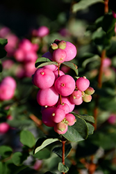 Magical Treasure Coralberry (Symphoricarpos x doorenbosii 'Kolmatrea') at Lakeshore Garden Centres