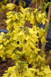 Spring Fling Forsythia (Forsythia x intermedia 'UMNFOR01') at Lakeshore Garden Centres