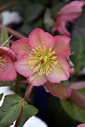 FrostKiss Cheryl's Shine Hellebore (Helleborus 'EPB 31') at Peter Knippel Garden Centre