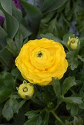 Double Meadow Buttercup (Ranunculus acris 'Flore Pleno') at Lakeshore Garden Centres