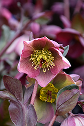 Frostkiss Bayli's Blush Hellebore (Helleborus 'Bayli's Blush') at Peter Knippel Garden Centre