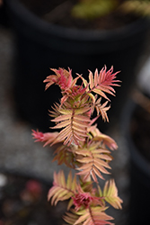 Cherry On Top False Spirea (Sorbaria sorbifolia 'Bococot') at Lakeshore Garden Centres