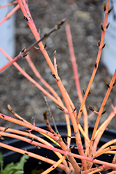 Arctic Sun Dogwood (Cornus sanguinea 'Cato') at Peter Knippel Garden Centre