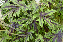Cutting Edge Foamflower (Tiarella 'Cutting Edge') at Green Thumb Garden Centre