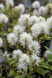 Legend Of The Small Fothergilla (Fothergilla 'NCFI1') at A Very Successful Garden Center