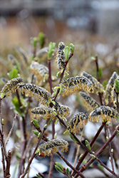 Black Cat Pussywillow (Salix chaenomeloides 'Lubbers Zwart') at Peter Knippel Garden Centre