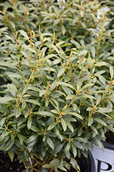 Gem Box Inkberry Holly (Ilex glabra 'SMNIGAB17') at Lakeshore Garden Centres