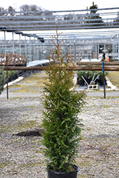 Northern Spire Giant Arborvitae (Thuja plicata 'Northern Spire') at Lakeshore Garden Centres